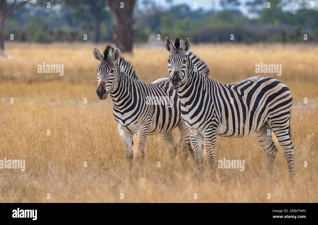 Chapman's Zebra nel Parco Nazionale di Hwange in Zimbabwe, Africa. Foto Stock