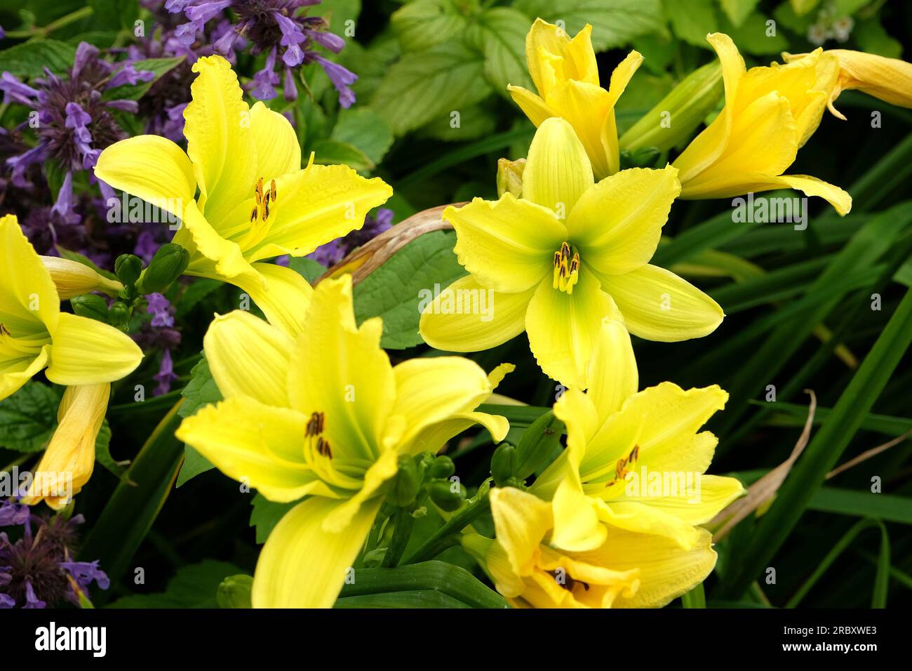 Hemerocallis ibrido diurno "Green Flutter" in fiore. Foto Stock