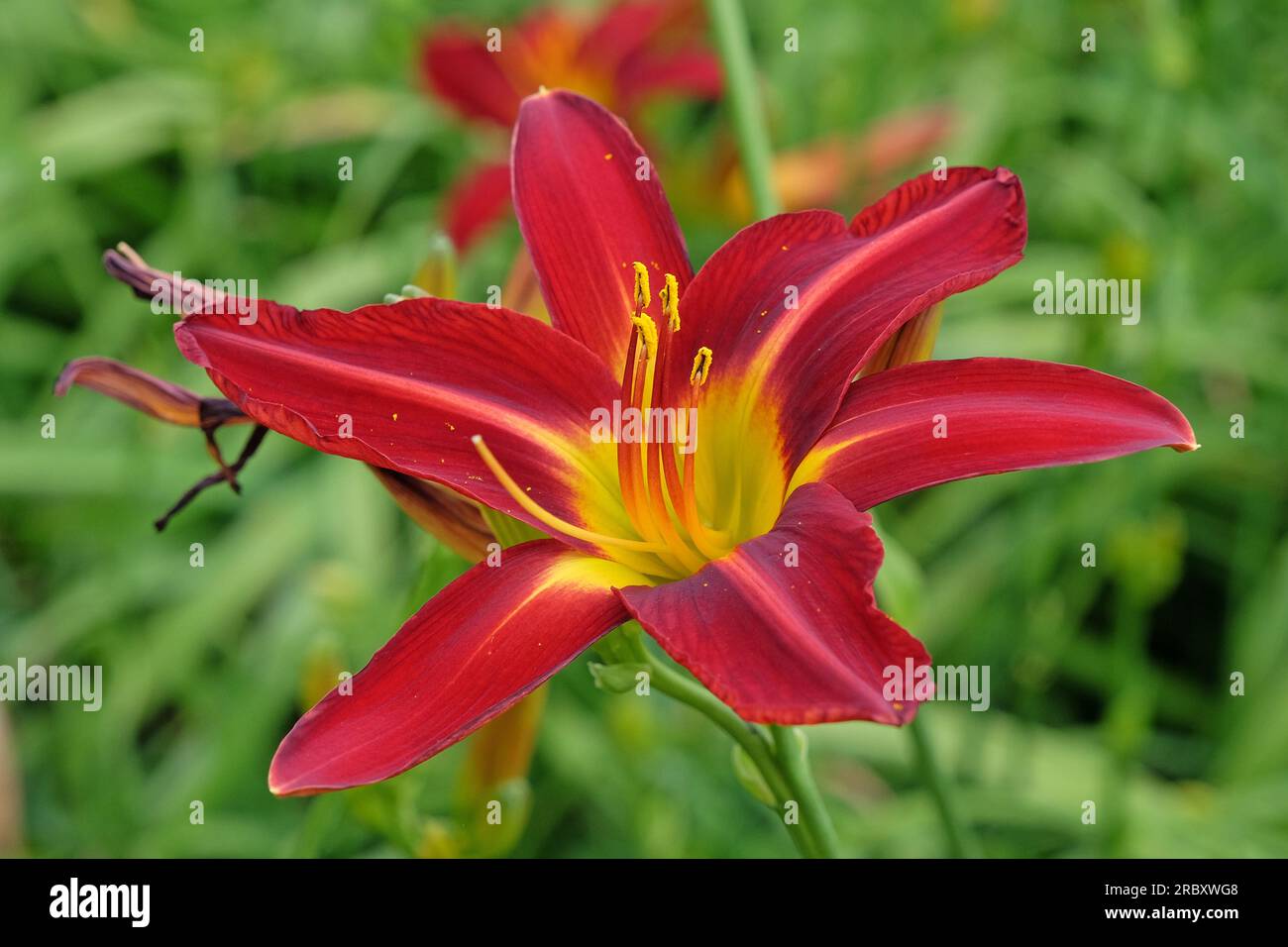 Hemerocallis ibrido diurno "Stafford" in fiore. Foto Stock
