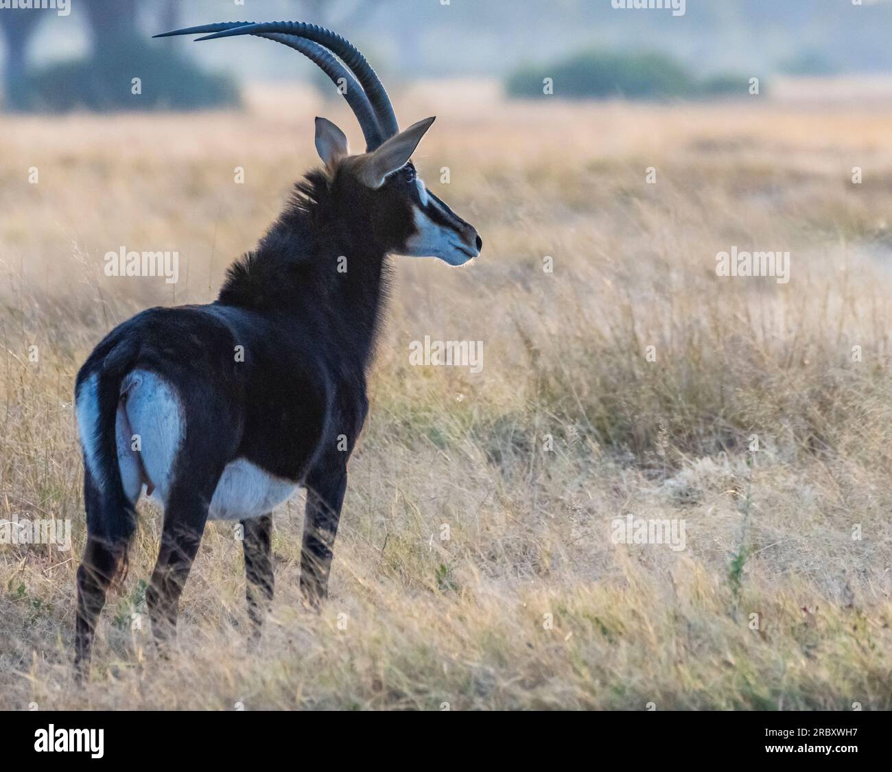 South Sable Antelope nel Parco Nazionale di Hwange nello Zimbabwe Africa. Foto Stock