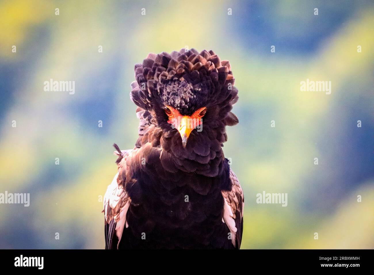 jester bird in primo piano Foto Stock