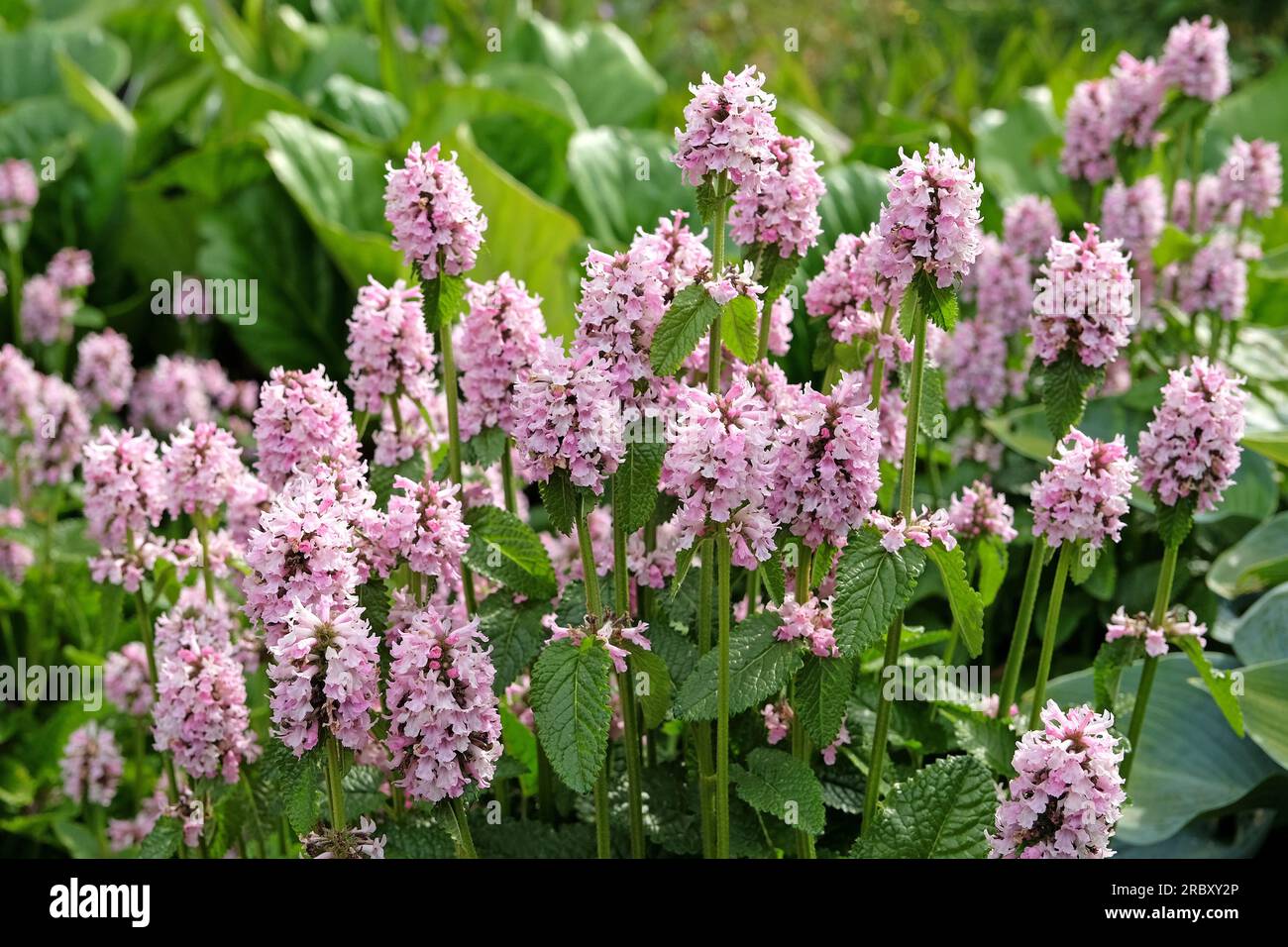 Betonica Rosa superba in fiore Foto Stock