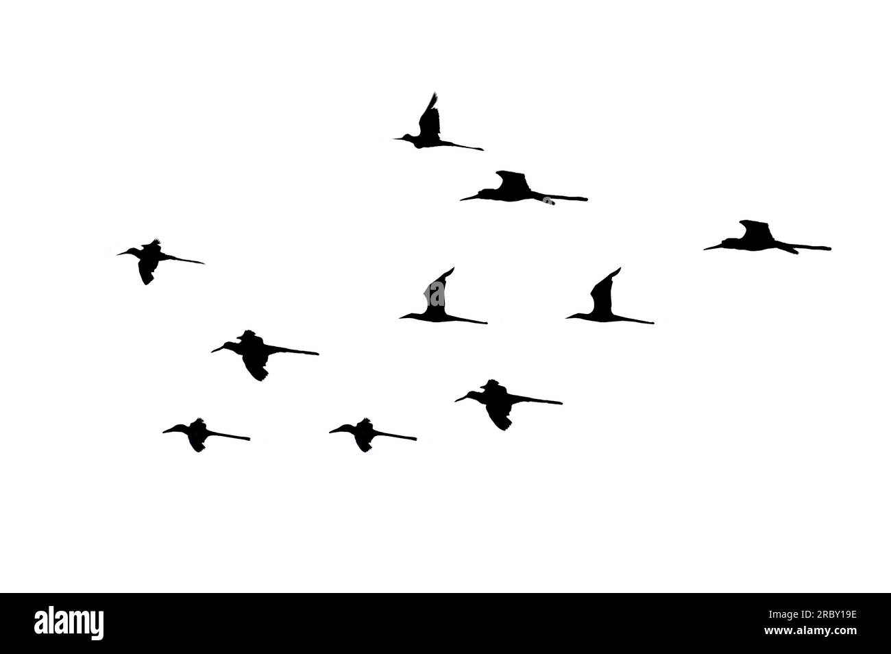 flock di uccelli controluce isolato Foto Stock