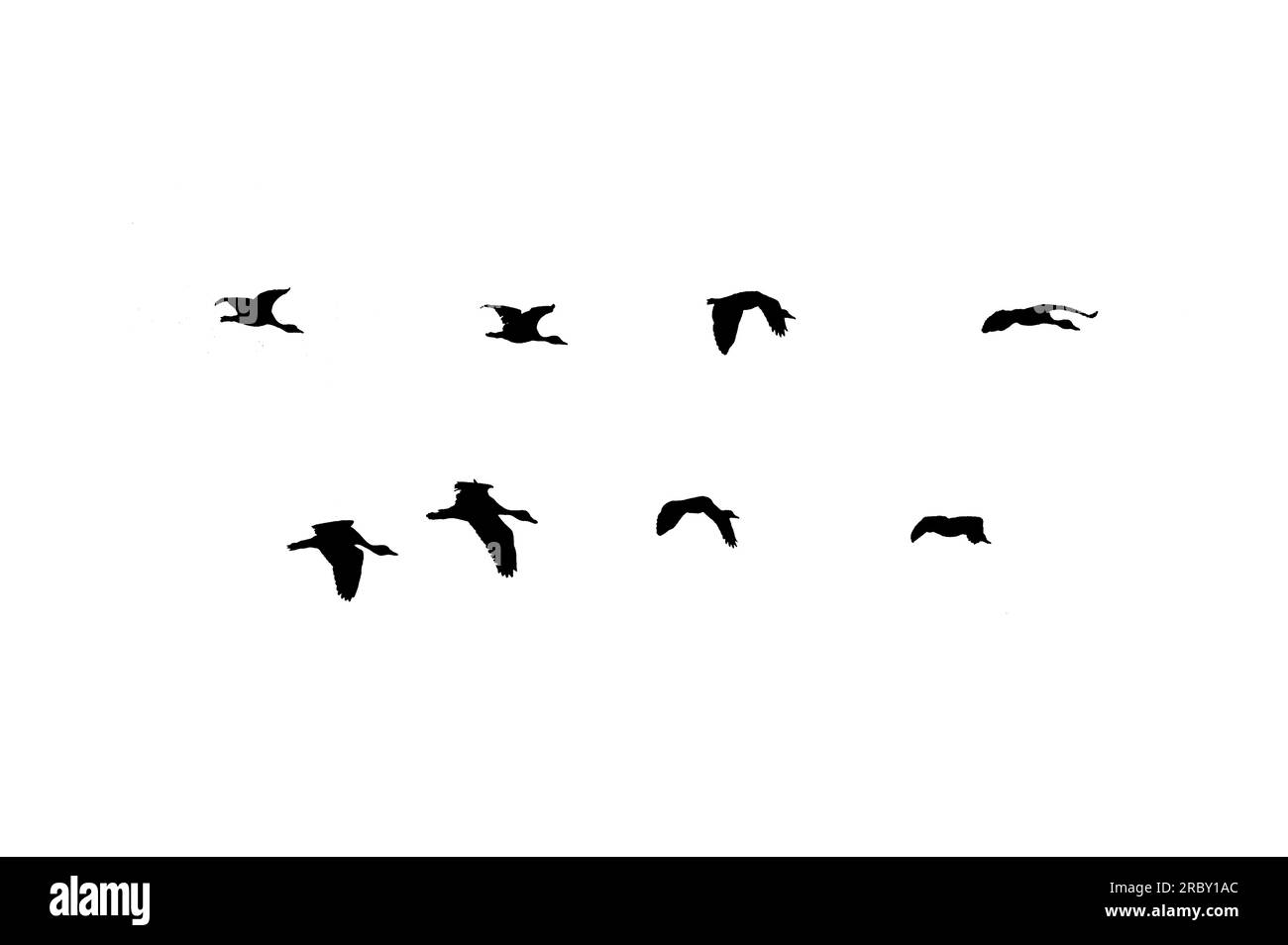 flock di uccelli controluce isolato Foto Stock