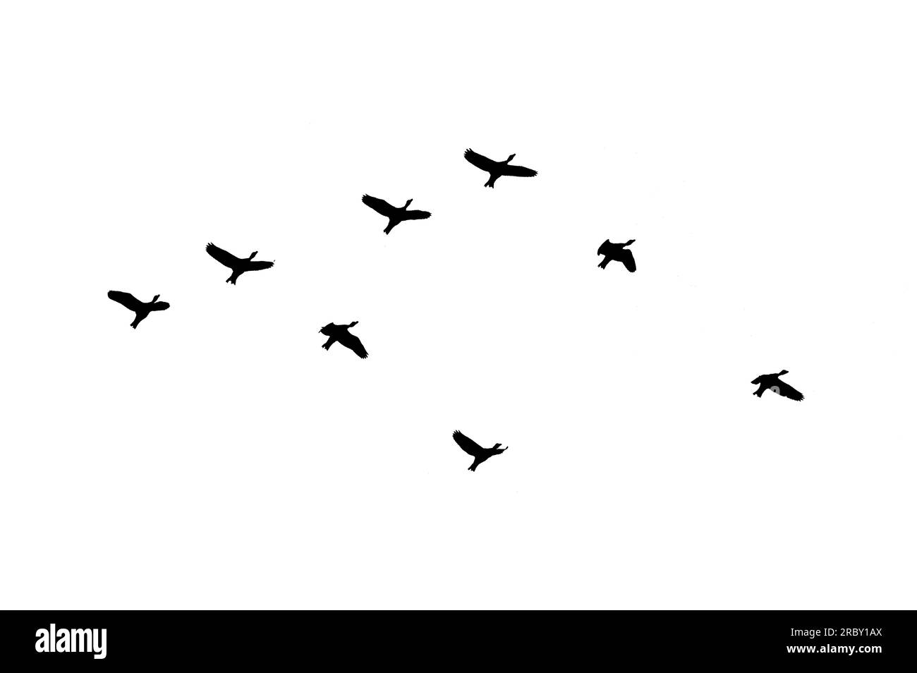 flock di uccelli controluce isolato Foto Stock