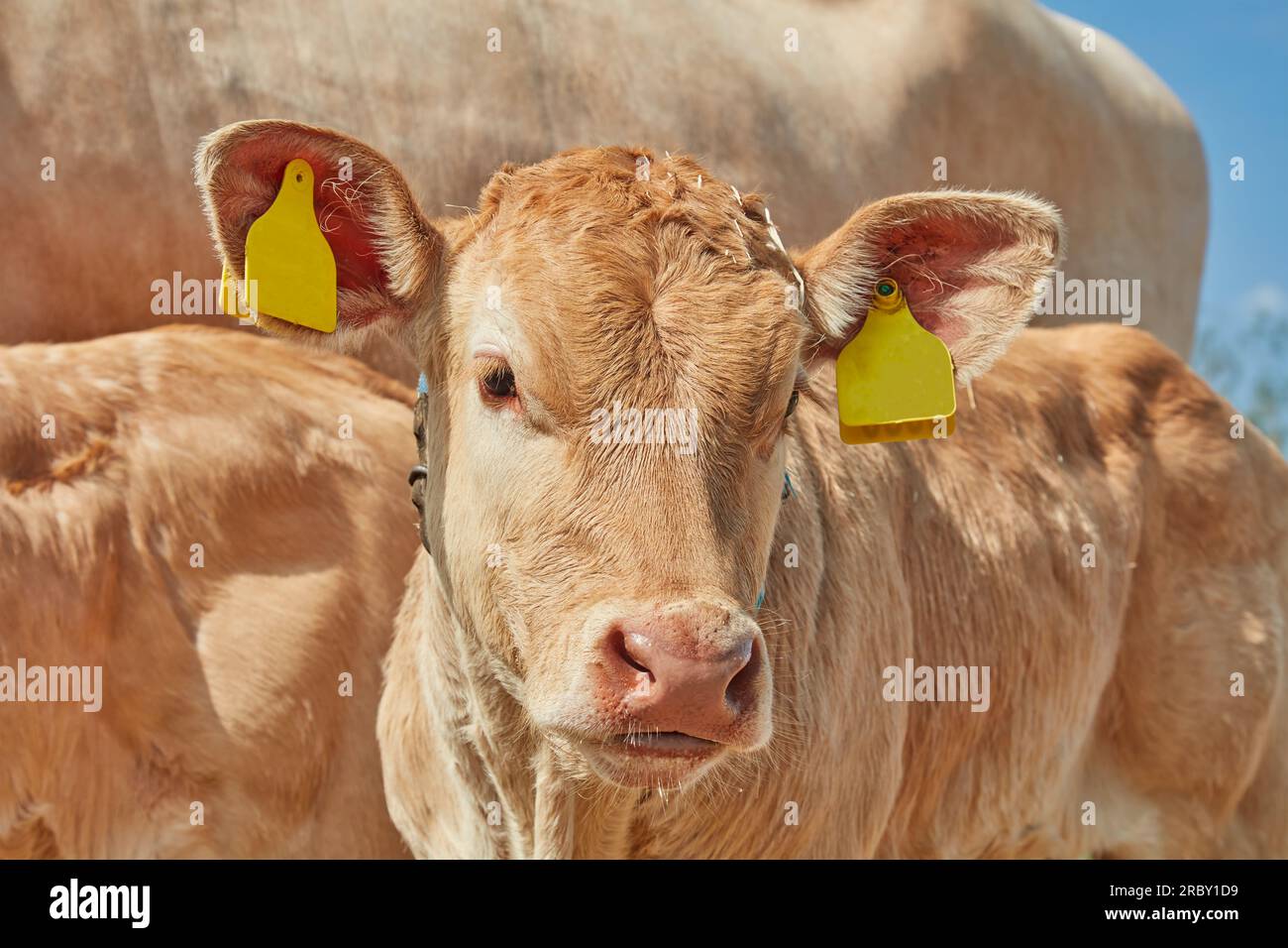 Curioso vitello biondo d'aquitaine appena nato davanti alla madre a Gelderland, nei Paesi Bassi Foto Stock