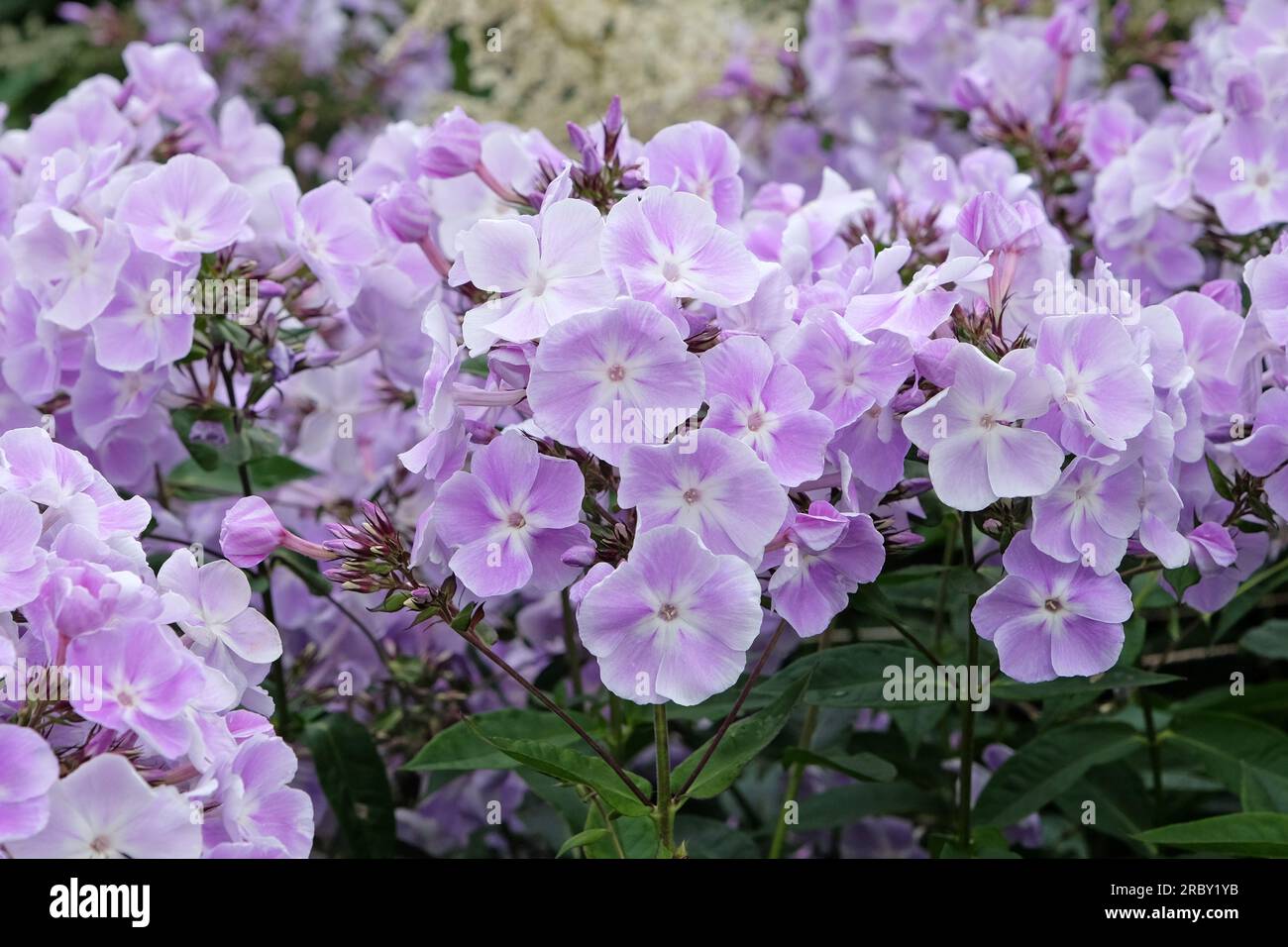 Viola pallido Garden phlox "Violetta Gloriosa" in fiore. Foto Stock