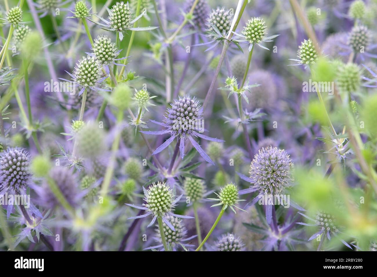 Eryngium Planum 'Blue Glitter' in fiore. Foto Stock