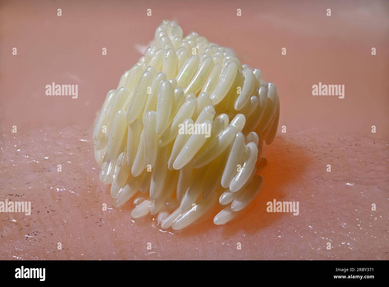 Uova di mosca gialle (Lucilia sericata) deposte su un pezzo di salmone Foto Stock