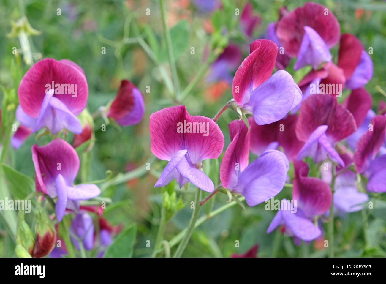 Lathyrus odoratus Cedric Morris in fiore. Foto Stock