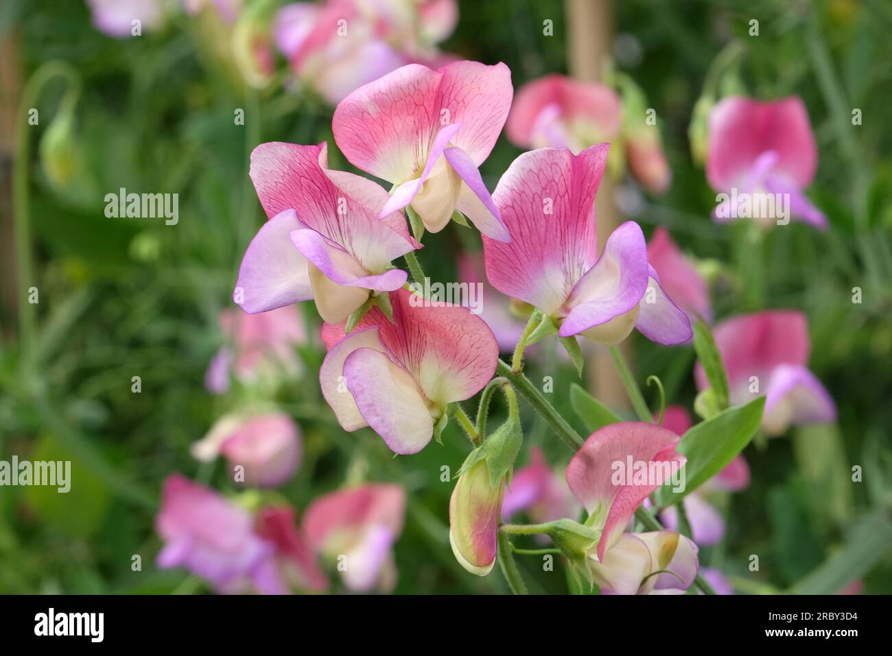 Lathyrus odoratus "ballerino spagnolo" in fiore. Foto Stock