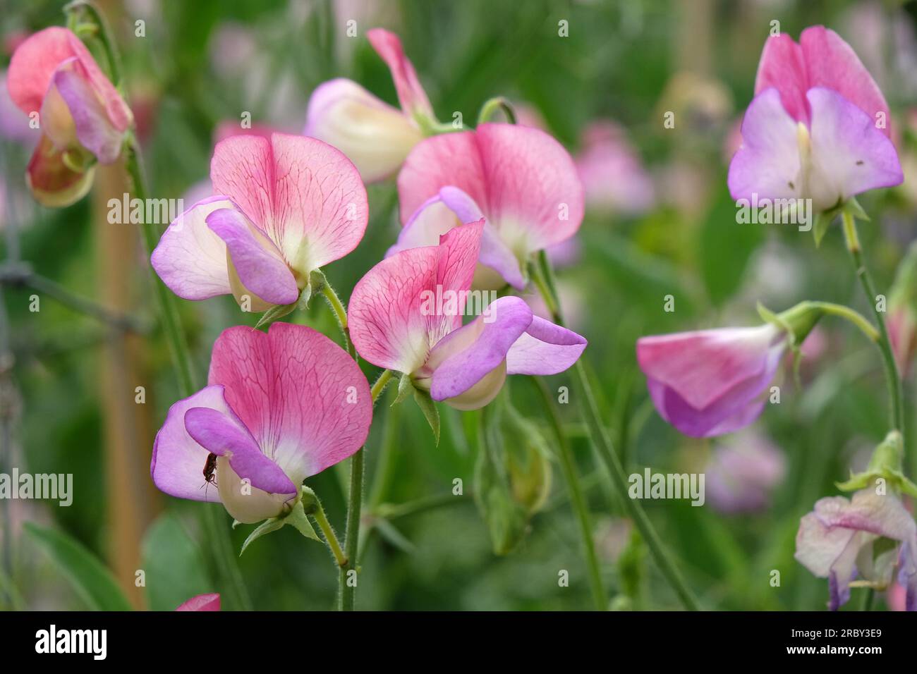 Lathyrus odoratus "ballerino spagnolo" in fiore. Foto Stock