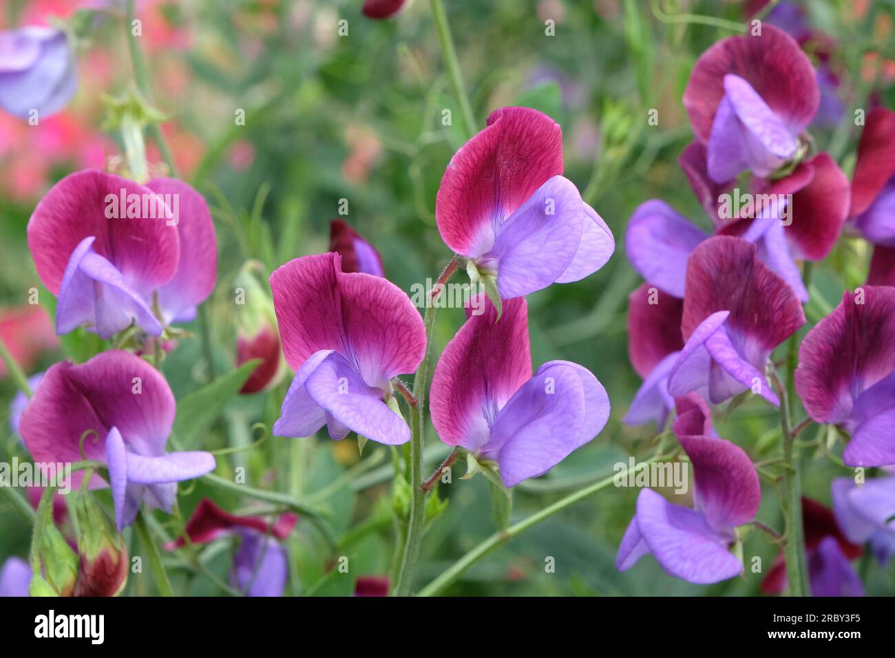 Lathyrus odoratus Cedric Morris in fiore. Foto Stock