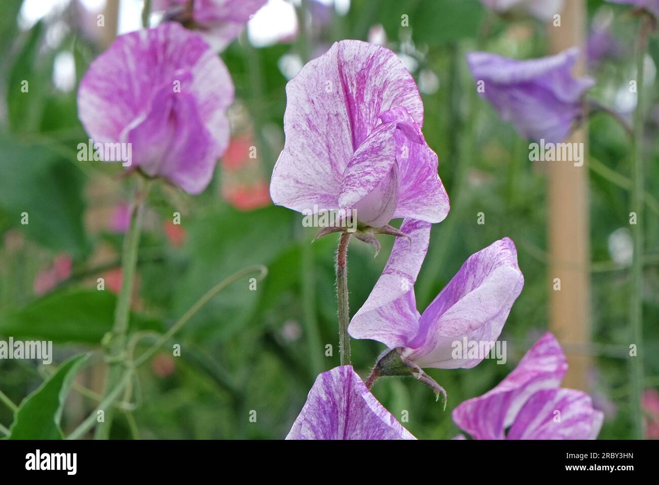 Lathyrus odoratus "Principessa del Galles" in fiore. Foto Stock