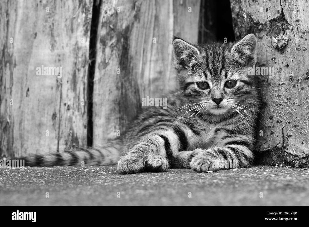 Un gattino che riposa davanti ai tronchi di legno e guarda la fotocamera in bianco e nero Foto Stock