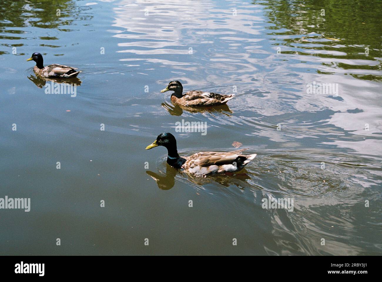 tre anatre che nuotano in un canale olandese con riflessi del cielo sopra Foto Stock