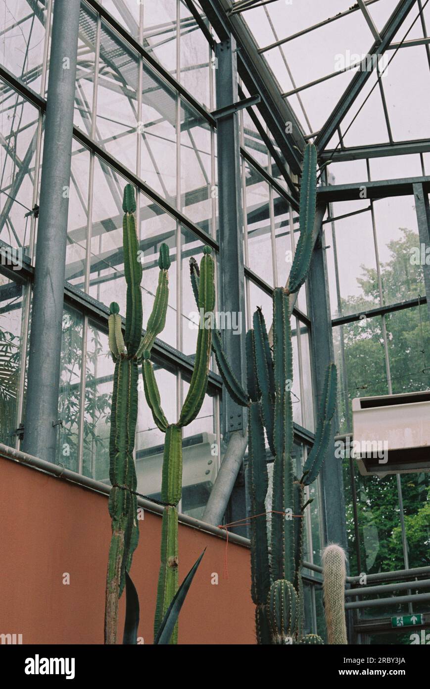 Amsterdam, Paesi Bassi - Una vista di un'alta pianta di cactus all'interno del giardino botanico in una giornata ricoperta di riflessi sulle finestre scattate dal basso Foto Stock