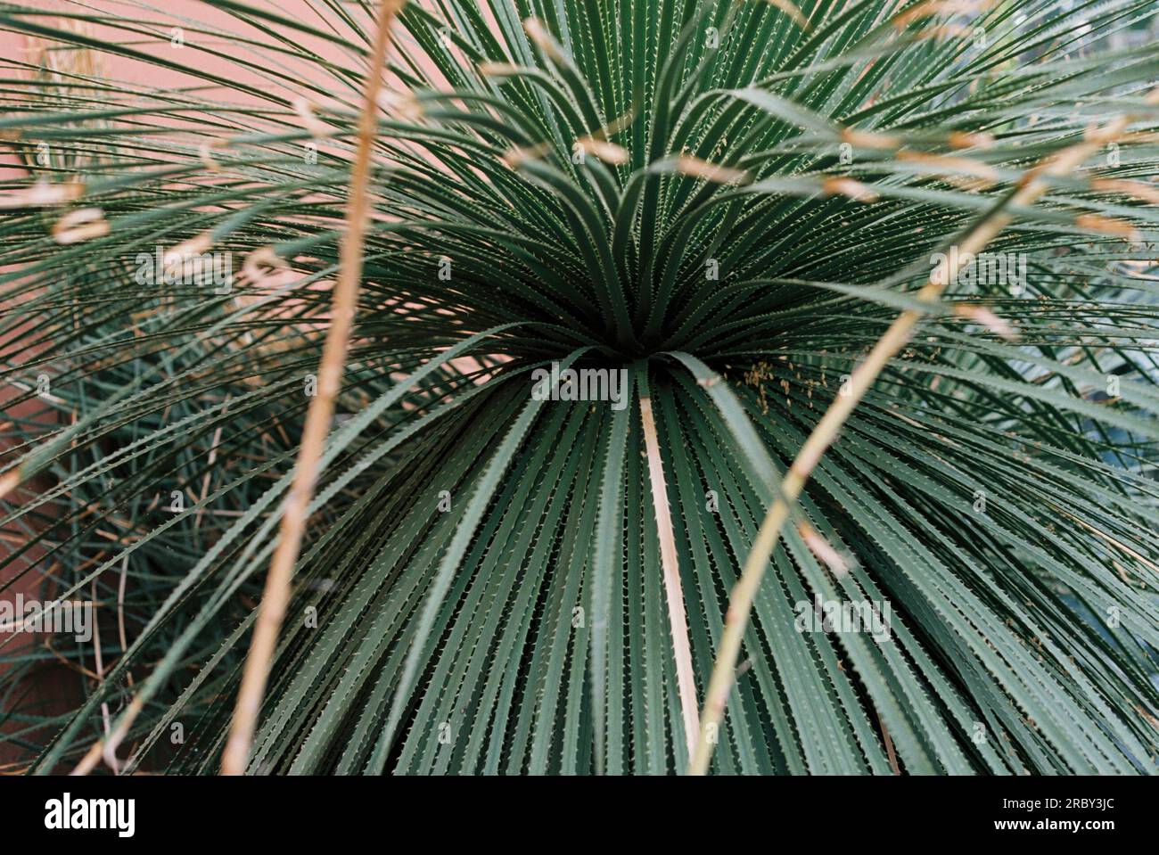 Dettagli impianto (Dasylirion acrotrichum) Foto Stock