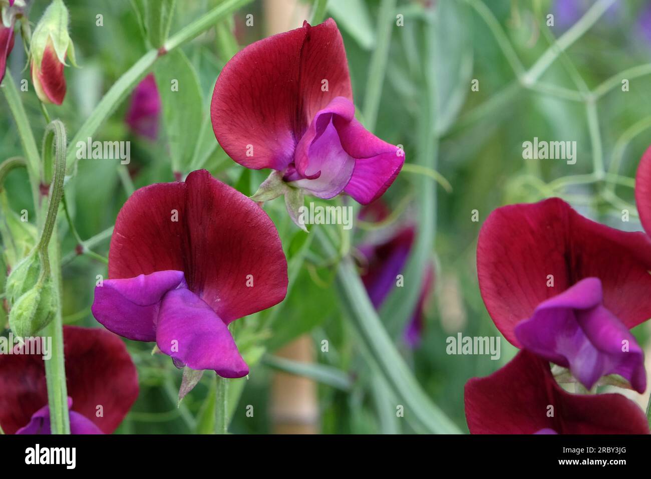 Lathyrus odoratus "Jack Ellis" in fiore. Foto Stock