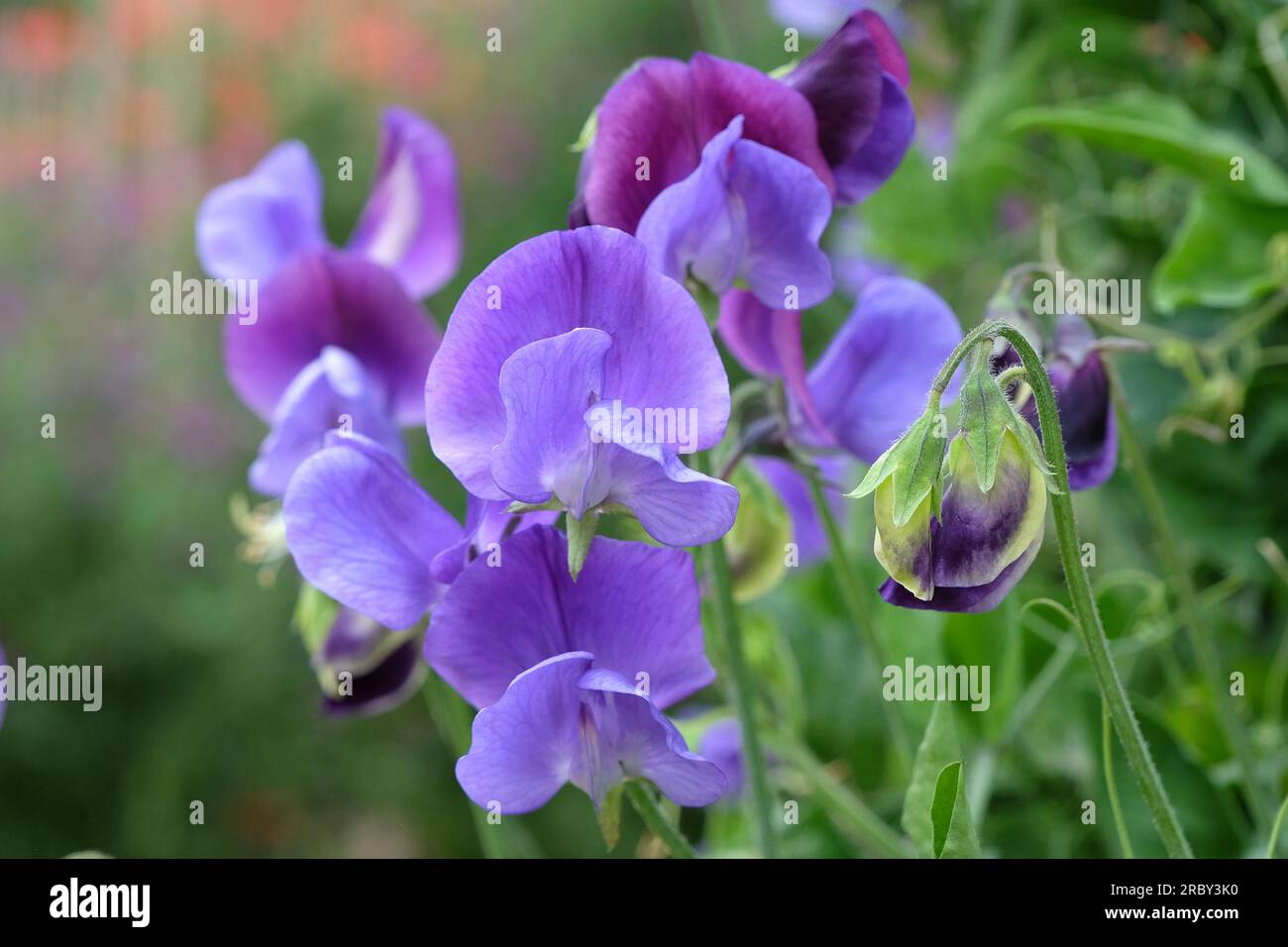 Lathyrus odoratus "Indigo King" in fiore. Foto Stock