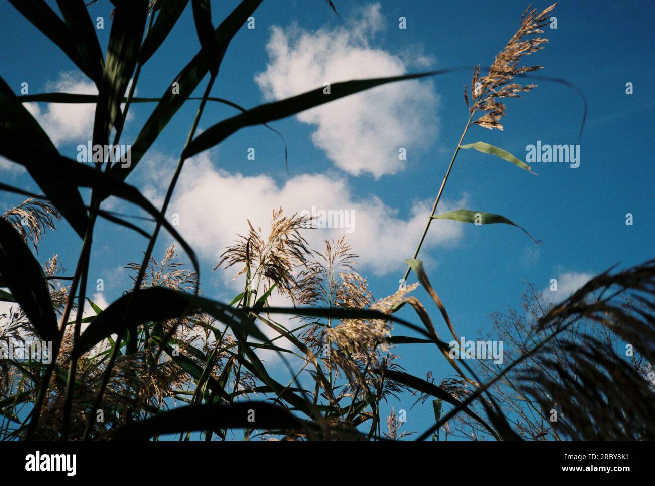 erba e cielo con nuvole sparate dal basso Foto Stock