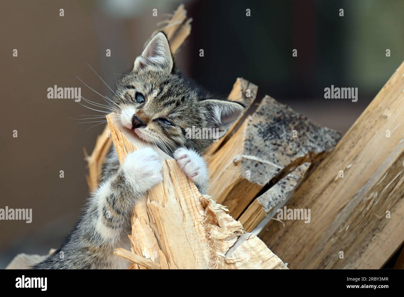 Un gattino che morde del legno Foto Stock