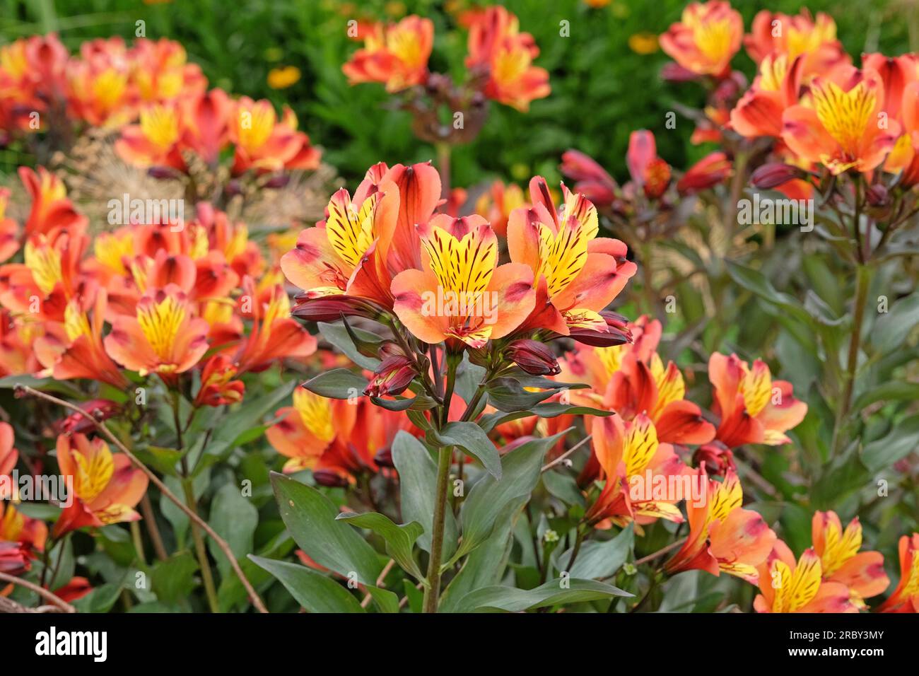 Luminosa Alstroemeria 'Estate Indiana' in fiore Foto Stock