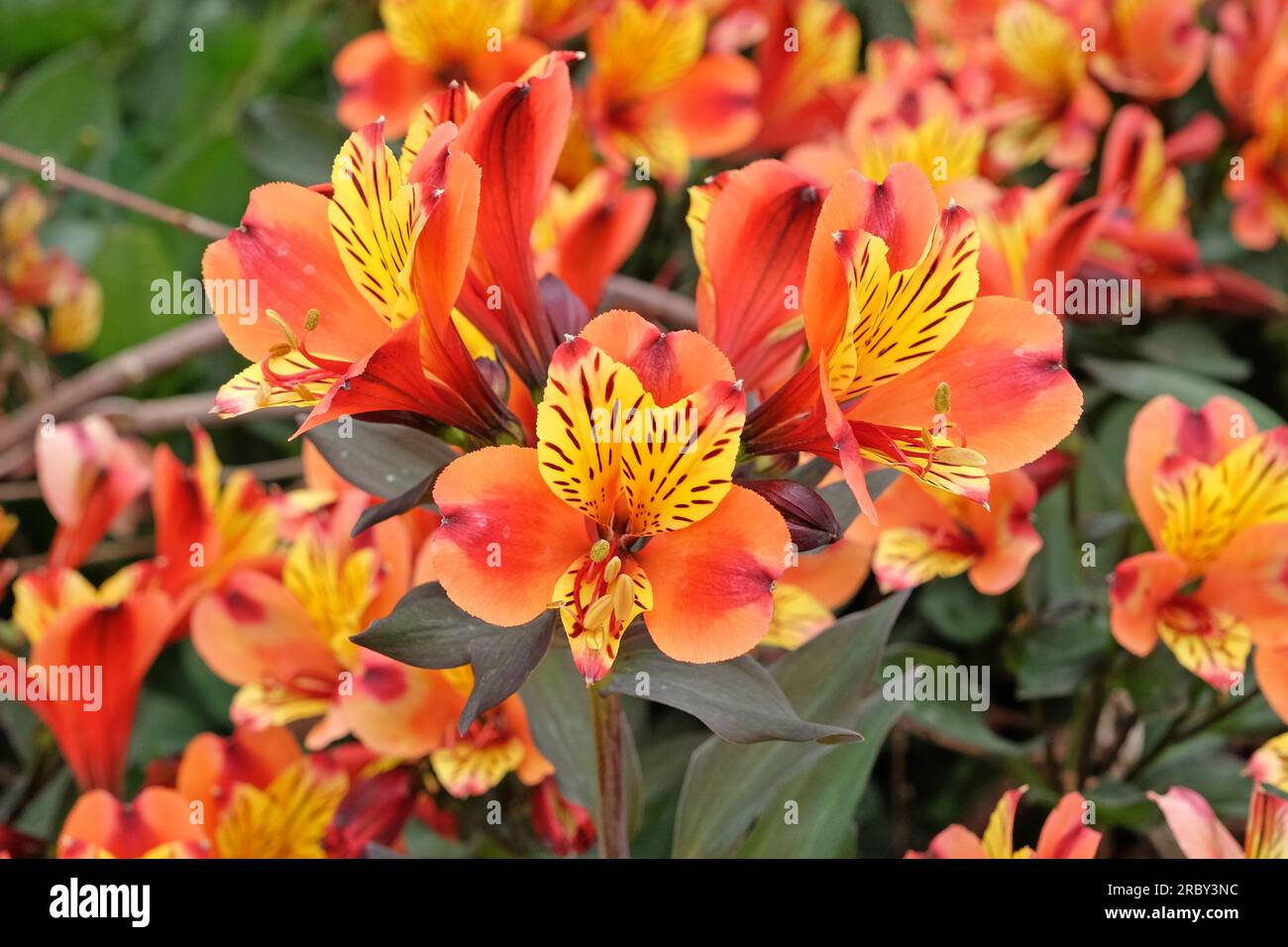 Luminosa Alstroemeria 'Estate Indiana' in fiore Foto Stock