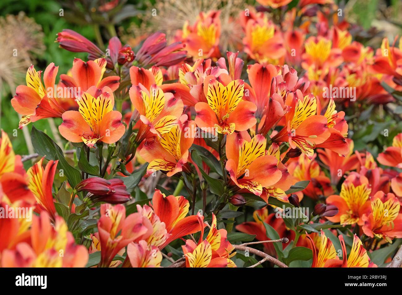 Luminosa Alstroemeria 'Estate Indiana' in fiore Foto Stock