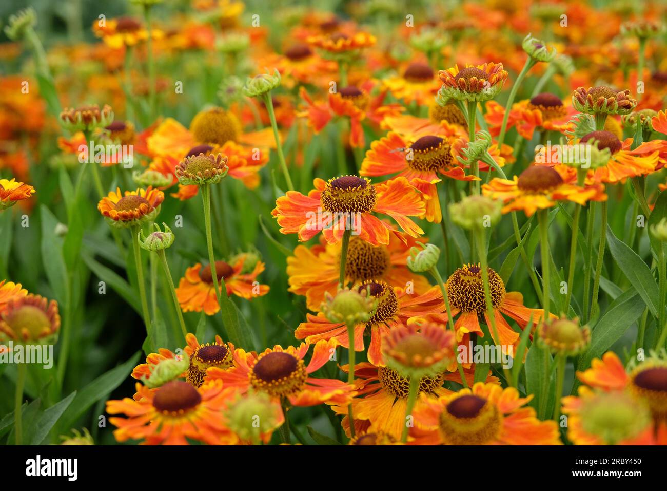 Orange Helenium "Waltraut" in fiore. Foto Stock