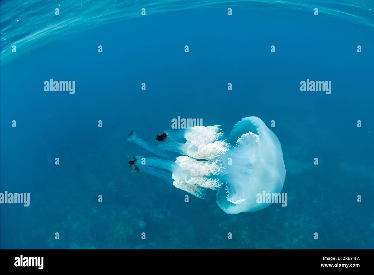 Meduse giganti a botte - rizostoma luteum Foto Stock