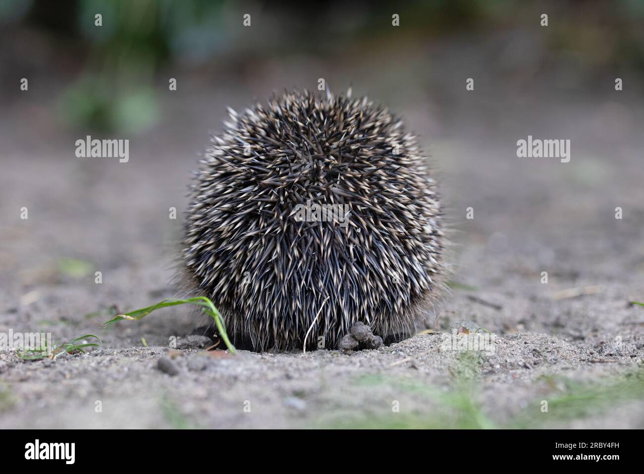 Vista posteriore del riccio europeo (Erinaceus europaeus) Norwich maggio 2023 Foto Stock