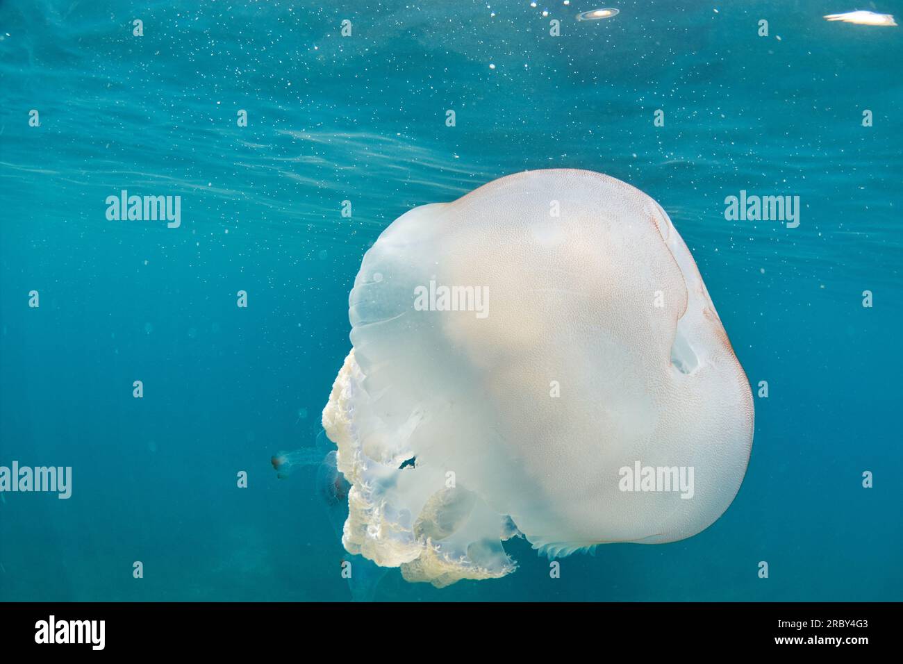 Meduse giganti a botte - rizostoma luteum Foto Stock