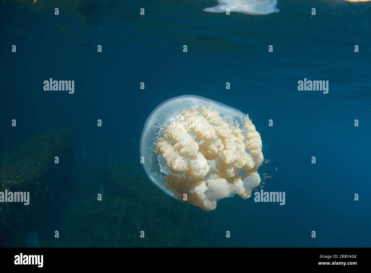 Meduse giganti a botte - rizostoma luteum Foto Stock