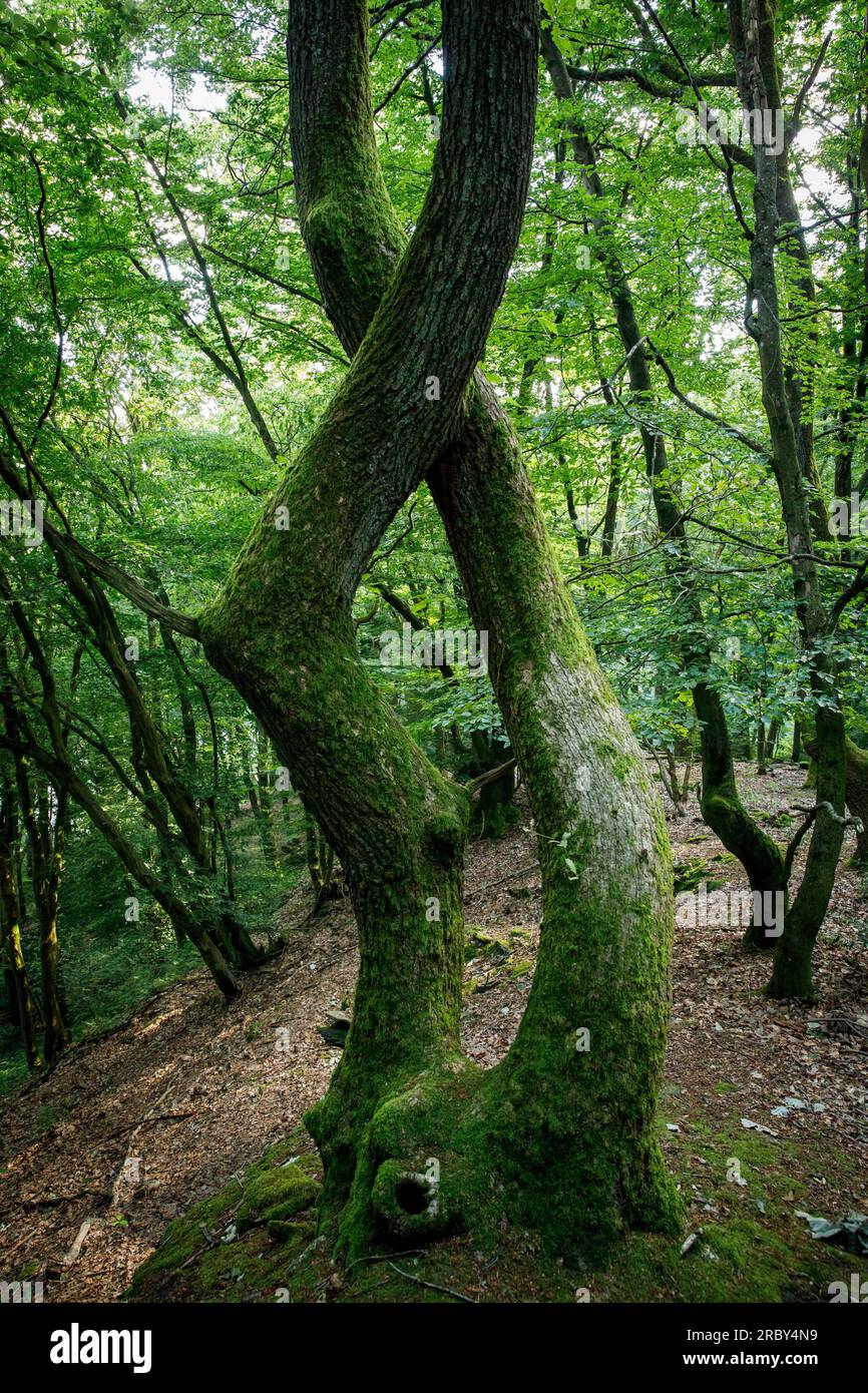 Albero contorto nella foresta sul tracciato di Ruhrhoehenweg nei monti Ardey vicino a Wetter sul fiume Ruhr, Renania settentrionale-Vestfalia, Germania. verdrehte Foto Stock