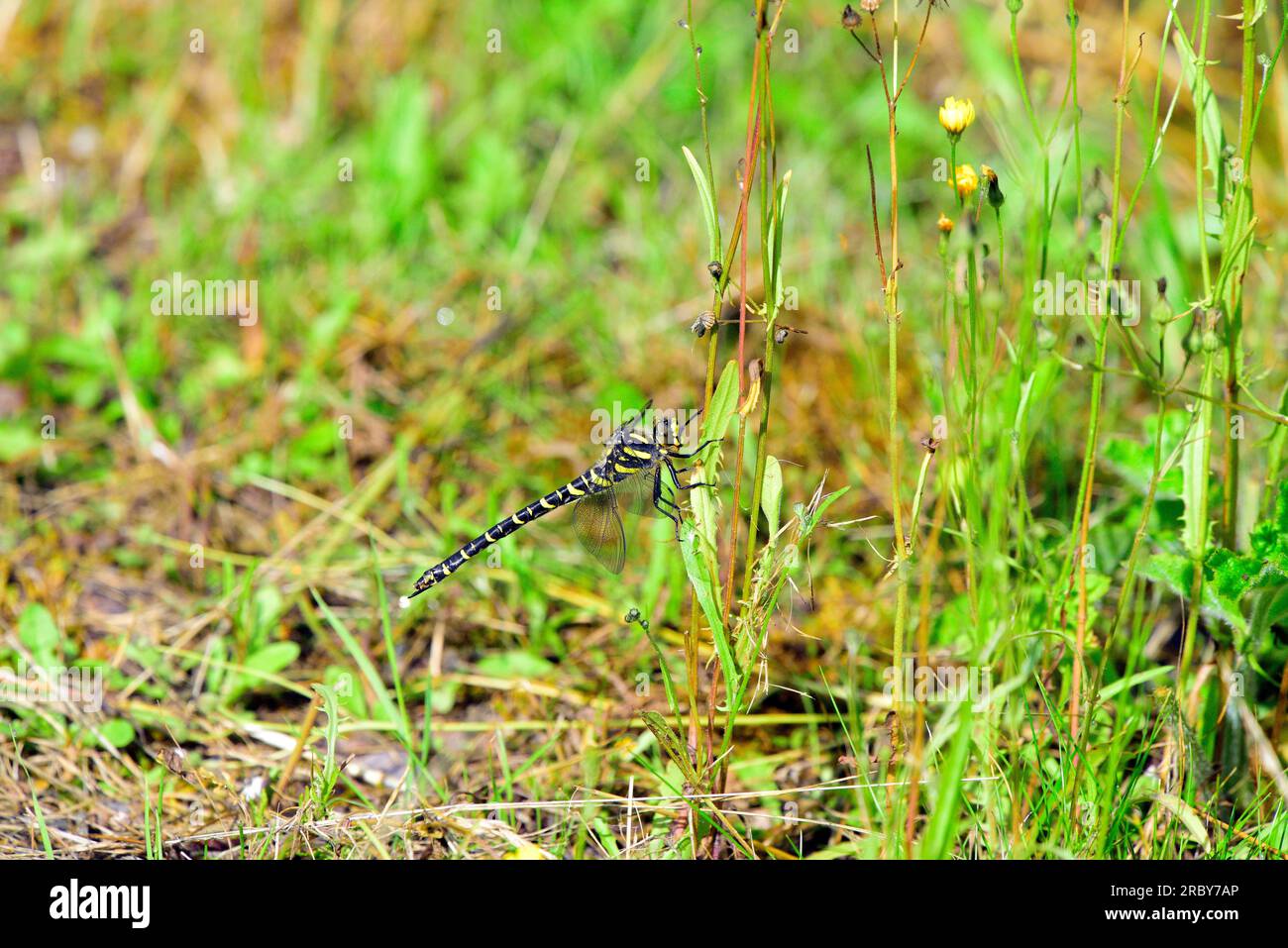 Libellula dagli anelli d'oro a Callander in Scozia Foto Stock