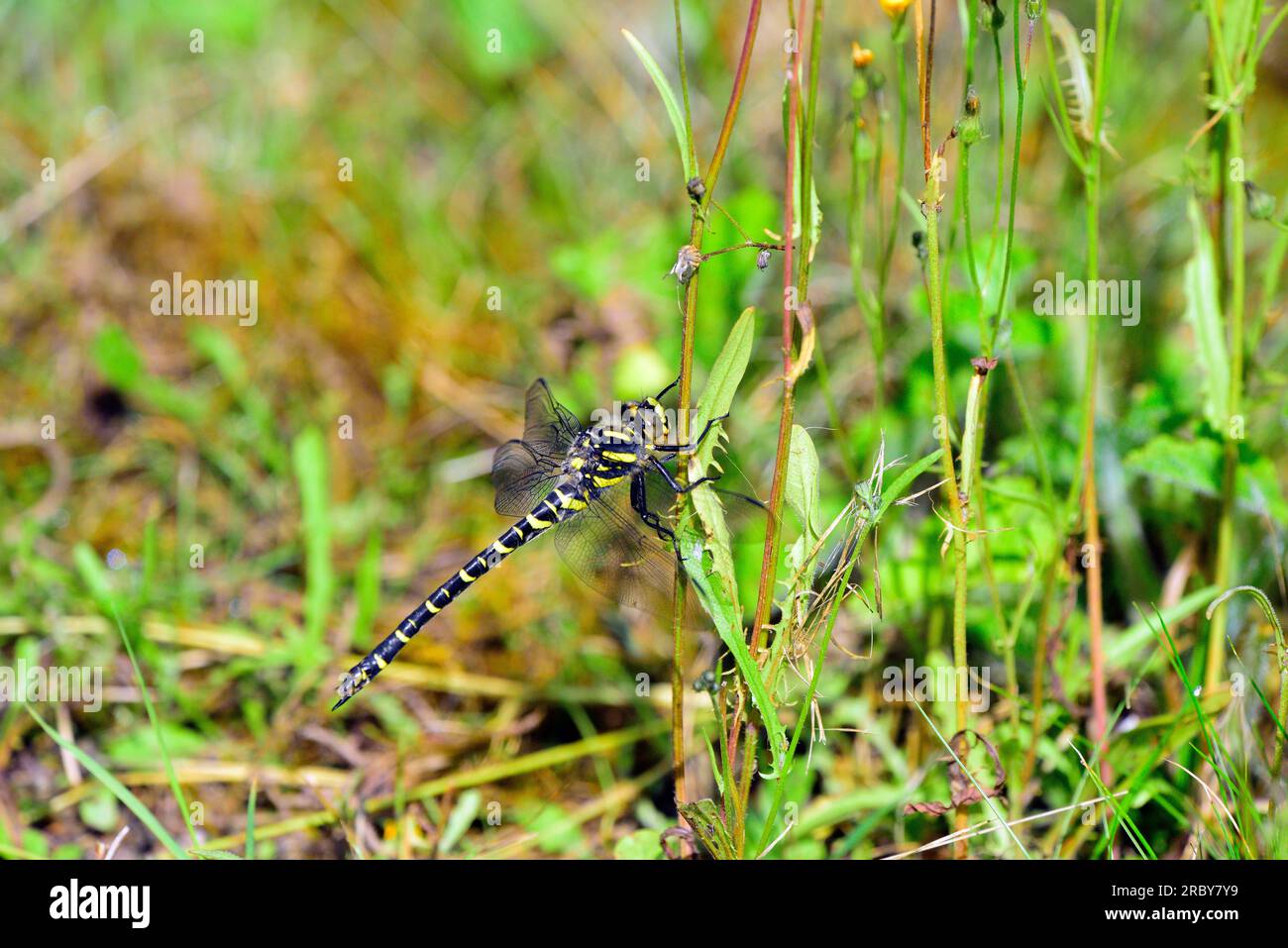 Libellula dagli anelli d'oro a Callander in Scozia Foto Stock