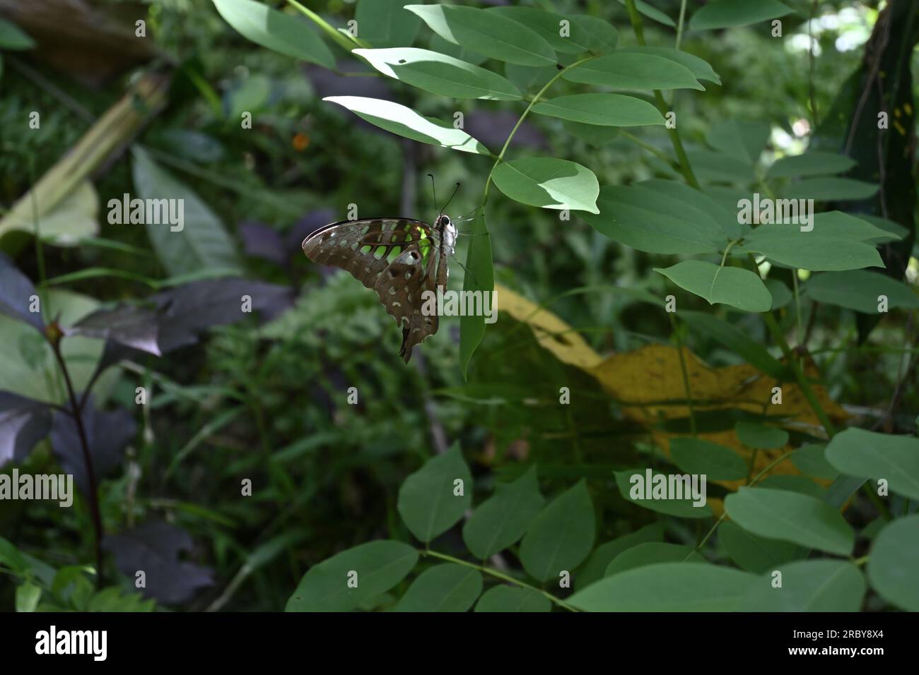 Una farfalla di ghiaia verde coda (Graphium Agamemnon) con ali ripiegate è seduta sulla punta di un volantino Gliricidia Foto Stock