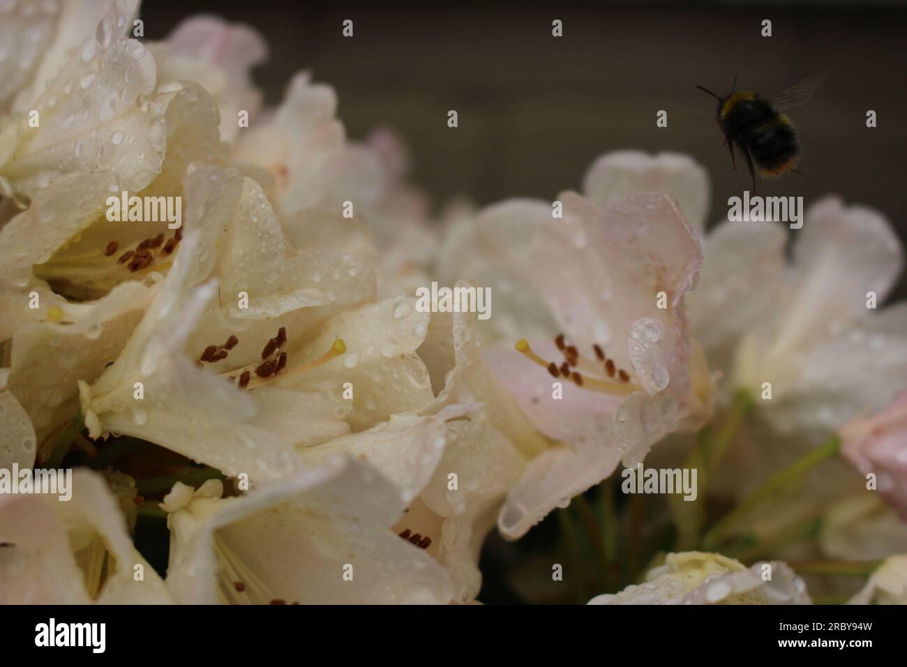 Api che volano in fiori bagnati Foto Stock