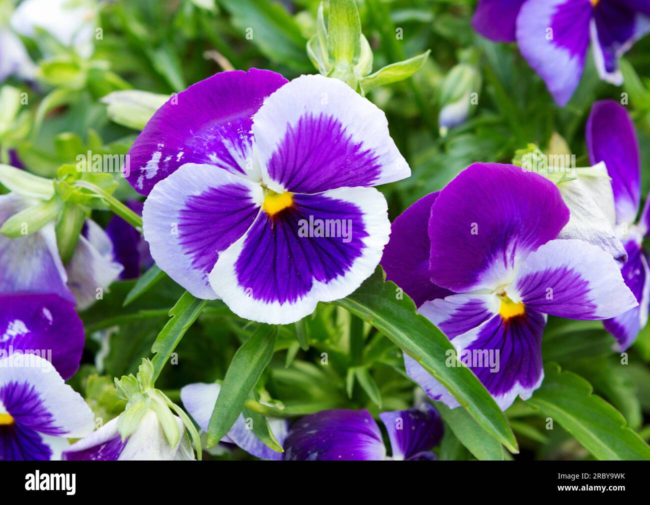 Fiori di pansy nel campo. Fiore viola blu su sfondo verde. Sfondo naturale sfocato con bokeh. Fiori come sfondo. Foto Stock