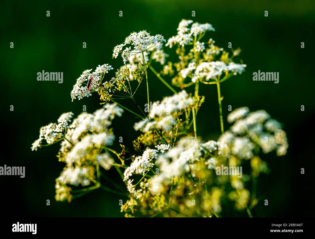 Anthriscus sylvestris, foto botanica del fiore di campo. Foto Stock
