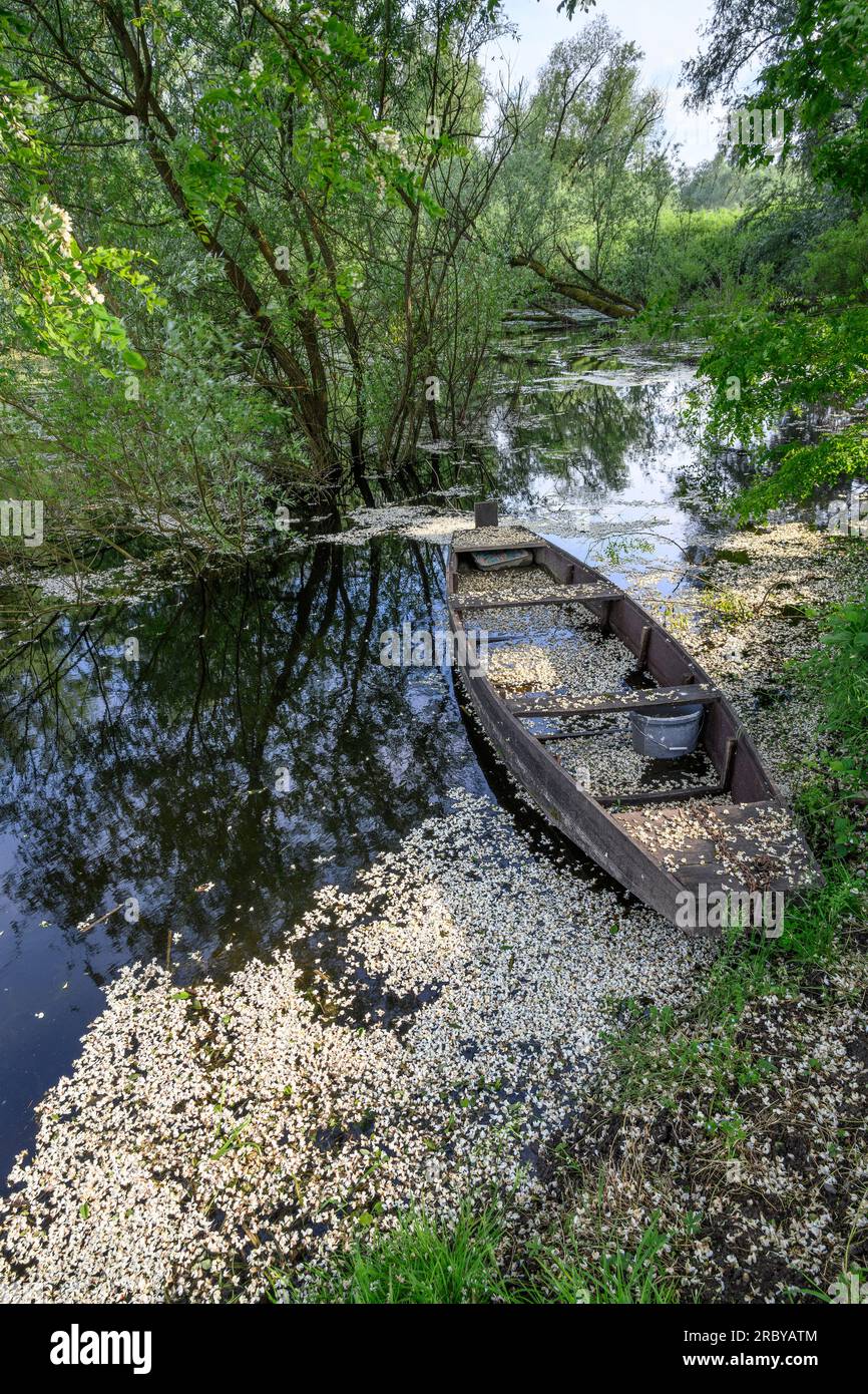 Petali di fiori d'Elderflower provenienti da alberi sporgenti coprono la riva e una vecchia barca di legno vicino al fiume Sava a Mužilovčica. Parco naturale di Lonjsko Polje, Repubblica Foto Stock