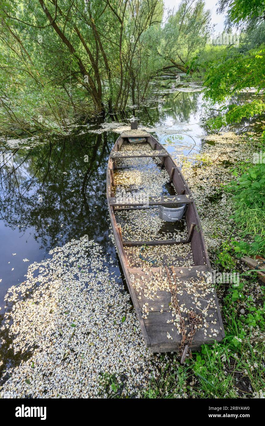 Petali di fiori d'Elderflower provenienti da alberi sporgenti coprono la riva e una vecchia barca di legno vicino al fiume Sava a Mužilovčica. Parco naturale di Lonjsko Polje, Repubblica Foto Stock
