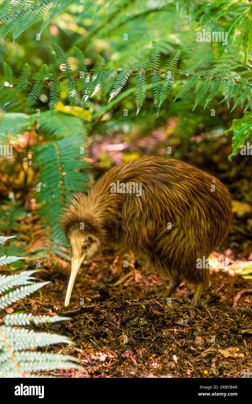 Uccello Kiwi, Isola del Sud, nuova Zelanda, Oceano Pacifico sud-occidentale Foto Stock