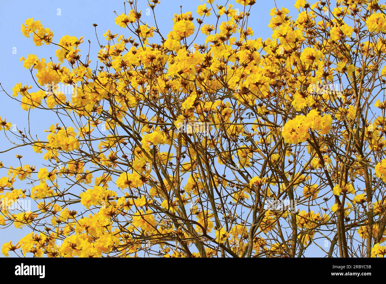 Fiori in fiore dell'albero della tromba d'oro con sfondo blu, primo piano di fiori gialli che fioriscono sui rami in una giornata di sole Foto Stock