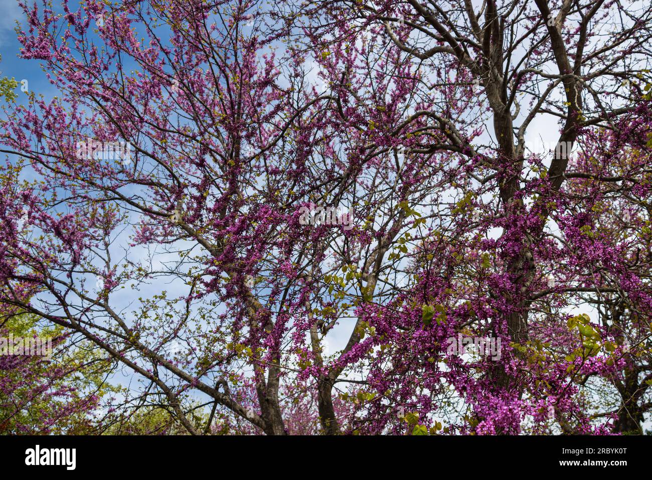 Cercis siliquastrum, comunemente noto come l'albero di Giuda o l'albero di Giuda nel giardino Foto Stock