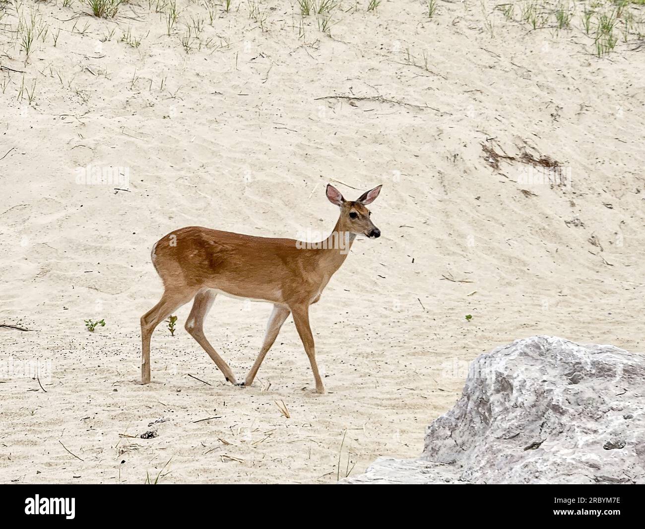 Giovane cervo delle Whitetail che cammina sulle dune di sabbia della spiaggia vicino a una grande roccia Foto Stock