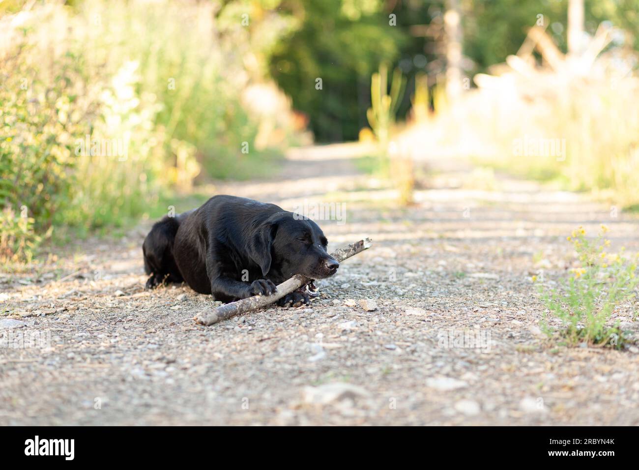 Cane nero con un osso in bocca steso per terra. Foto Stock