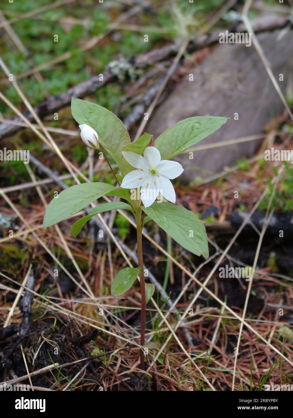 Chickweed Wintergreen Trientalis europaea in fiore in una foresta di conifere di terreno acido nelle Highlands scozzesi in tarda primavera.raro nel Regno Unito Foto Stock