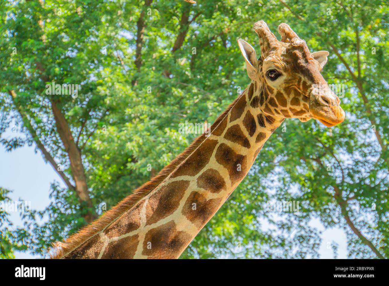 La curiosa giraffa ti guarda il ritratto ravvicinato della testa. Primo piano della testa di adorabile giraffa selvatica con macchie marroni che si stagliano contro tre verde sfocato Foto Stock